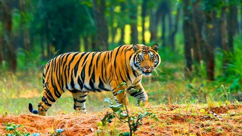 Sundarbans Best Weekend Trips Near Kolkata